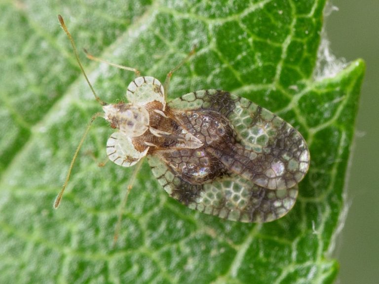Körte csipkéspoloska (Stephanitis pyri) elleni védekezés