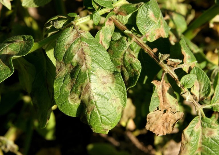 A burgonyavész (Phytophthora infestans) jelentősége és a védekezési lehetőségek növényvédelmi szempontból