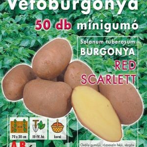 Vetőburgonya minigumó, red scarlett - 50 db